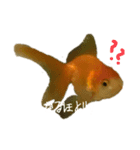 うちんちの金魚（個別スタンプ：2）