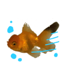 うちんちの金魚（個別スタンプ：4）