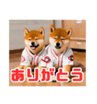 野球好きな柴犬スタンプ3（個別スタンプ：6）