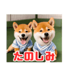 野球好きな柴犬スタンプ3（個別スタンプ：33）