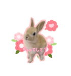 うさふぁむ2（個別スタンプ：12）