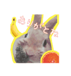 うさふぁむ2（個別スタンプ：19）