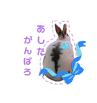 うさふぁむ2（個別スタンプ：26）