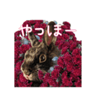 うさふぁむ2（個別スタンプ：30）