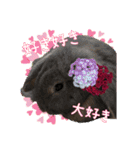 うさふぁむ2（個別スタンプ：32）
