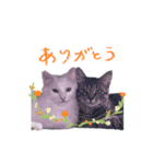 My cat is chimaki ＆ okayu！（個別スタンプ：1）