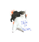 My cat is chimaki ＆ okayu！（個別スタンプ：2）