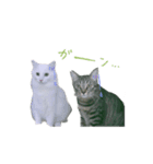 My cat is chimaki ＆ okayu！（個別スタンプ：5）