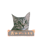 My cat is chimaki ＆ okayu！（個別スタンプ：6）
