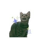 My cat is chimaki ＆ okayu！（個別スタンプ：10）