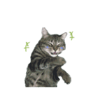 My cat is chimaki ＆ okayu！（個別スタンプ：12）
