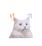 My cat is chimaki ＆ okayu！（個別スタンプ：13）