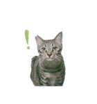 My cat is chimaki ＆ okayu！（個別スタンプ：14）