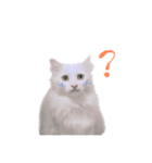 My cat is chimaki ＆ okayu！（個別スタンプ：15）