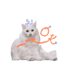 My cat is chimaki ＆ okayu！（個別スタンプ：16）