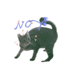 My cat is chimaki ＆ okayu！（個別スタンプ：17）