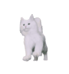 My cat is chimaki ＆ okayu！（個別スタンプ：20）