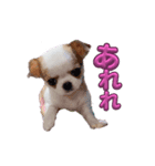 おしゃべりワンコtalking dog（個別スタンプ：3）