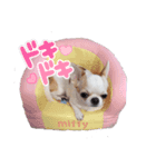 おしゃべりワンコtalking dog（個別スタンプ：7）