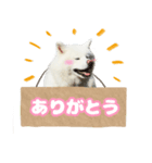 ゆきまるくん スタンプ（個別スタンプ：2）