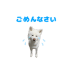 ゆきまるくん スタンプ（個別スタンプ：3）