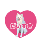 ゆきまるくん スタンプ（個別スタンプ：4）