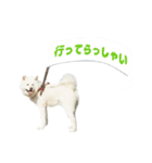 ゆきまるくん スタンプ（個別スタンプ：6）