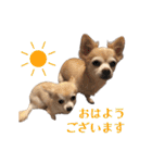 私のおイヌ様。part 2（個別スタンプ：2）