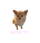 私のおイヌ様。part 2（個別スタンプ：8）