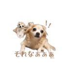 私のおイヌ様。part 2（個別スタンプ：12）