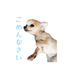 私のおイヌ様。part 2（個別スタンプ：13）
