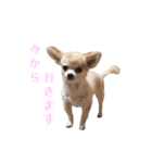私のおイヌ様。part 2（個別スタンプ：17）