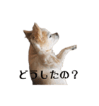 私のおイヌ様。part 2（個別スタンプ：22）