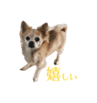 私のおイヌ様。part 2（個別スタンプ：24）