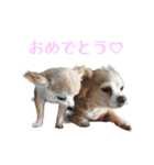 私のおイヌ様。part 2（個別スタンプ：30）