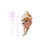 私のおイヌ様。part 2（個別スタンプ：31）