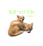 私のおイヌ様。part 2（個別スタンプ：34）