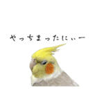 NEOなオカメインコ（個別スタンプ：1）