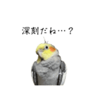NEOなオカメインコ（個別スタンプ：2）