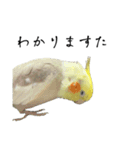 NEOなオカメインコ（個別スタンプ：4）