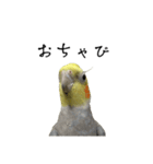 NEOなオカメインコ（個別スタンプ：5）