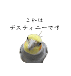NEOなオカメインコ（個別スタンプ：6）