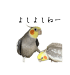 NEOなオカメインコ（個別スタンプ：9）