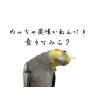 NEOなオカメインコ（個別スタンプ：10）