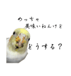 NEOなオカメインコ（個別スタンプ：11）