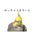 NEOなオカメインコ（個別スタンプ：12）