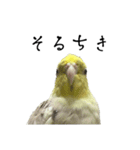 NEOなオカメインコ（個別スタンプ：13）