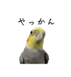 NEOなオカメインコ（個別スタンプ：14）