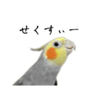 NEOなオカメインコ（個別スタンプ：15）