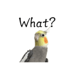 NEOなオカメインコ（個別スタンプ：16）